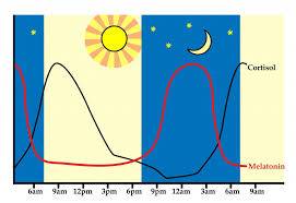 Sleep Cortisol Cycle